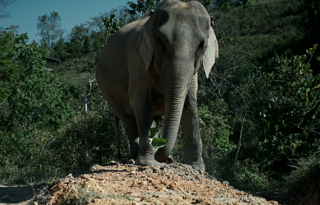 An Asian elephant standing on a rocky mound at the edge of a forest.