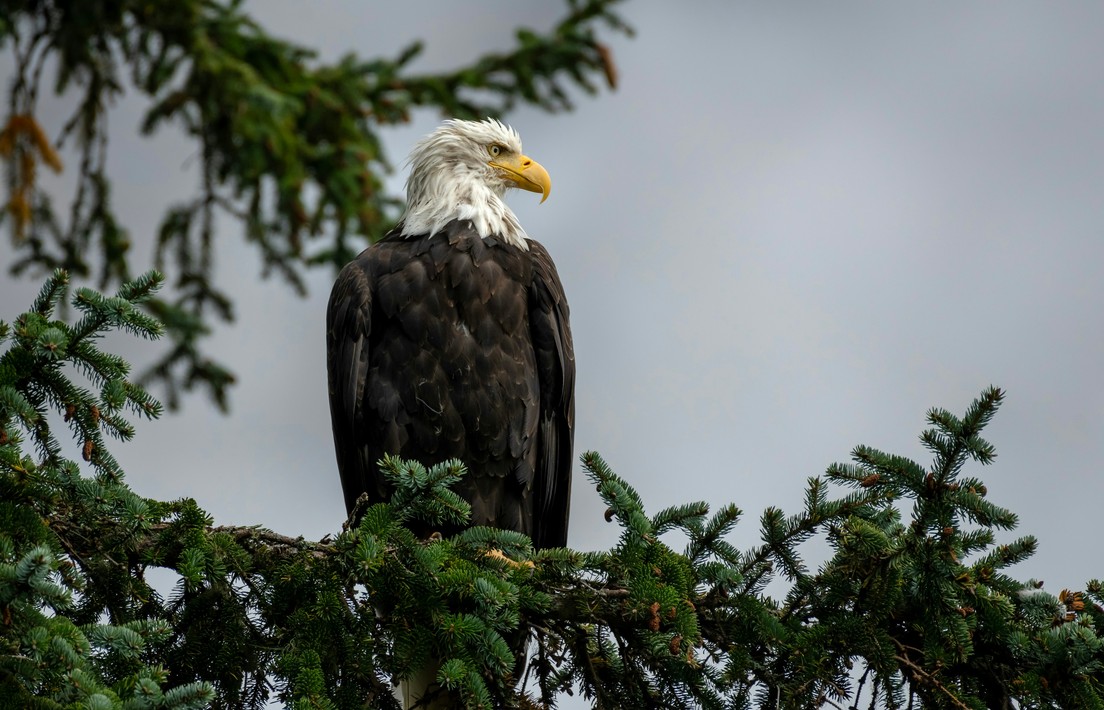 A bald eagle perched in a pine tree.