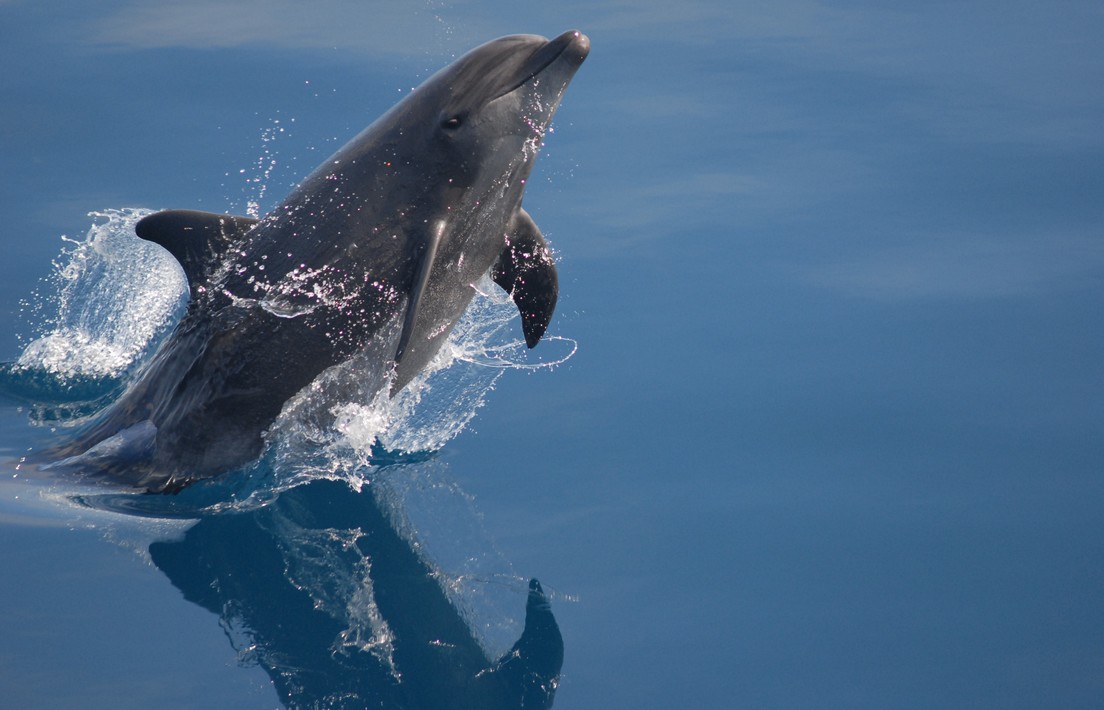 A bottlenose dolphin leaping out of calm blue water.