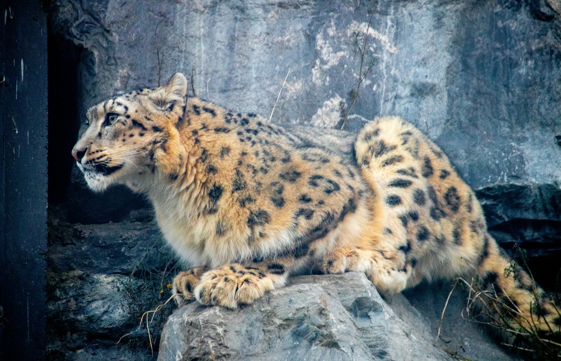 A snow leopard crouching on a rock.